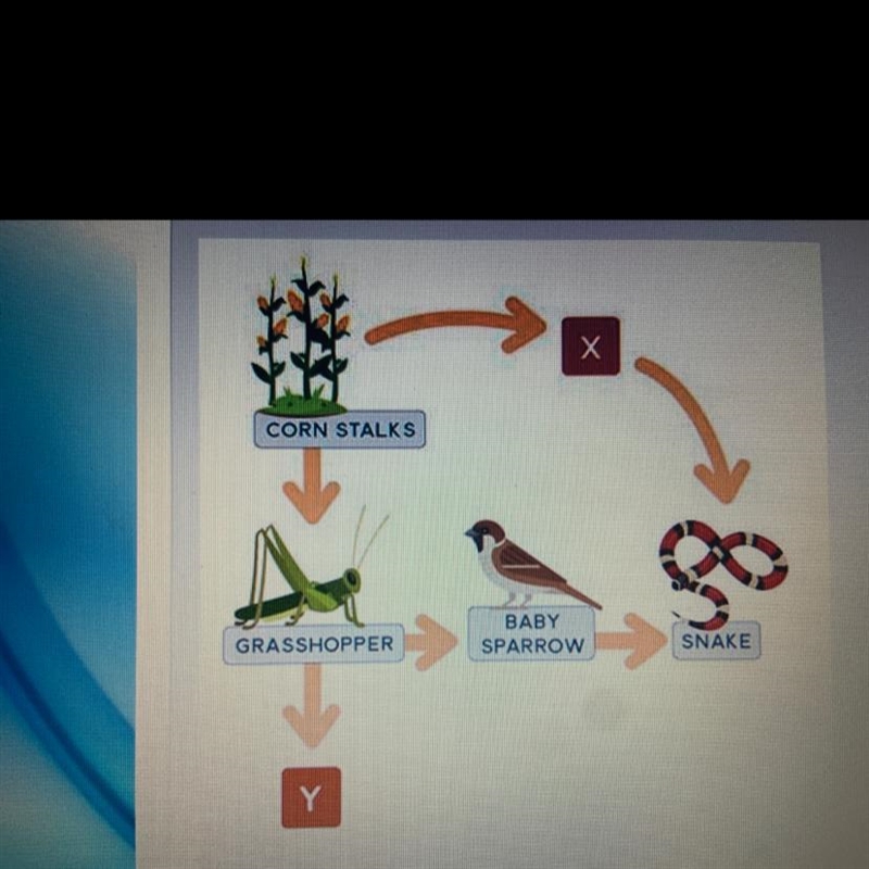 If a certain organism is a primary consumer, what best explains its position in the-example-1