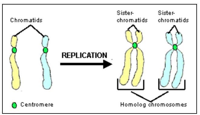 In what phase does the process shown in the image happen in? (see image below) Cytokinesis-example-1