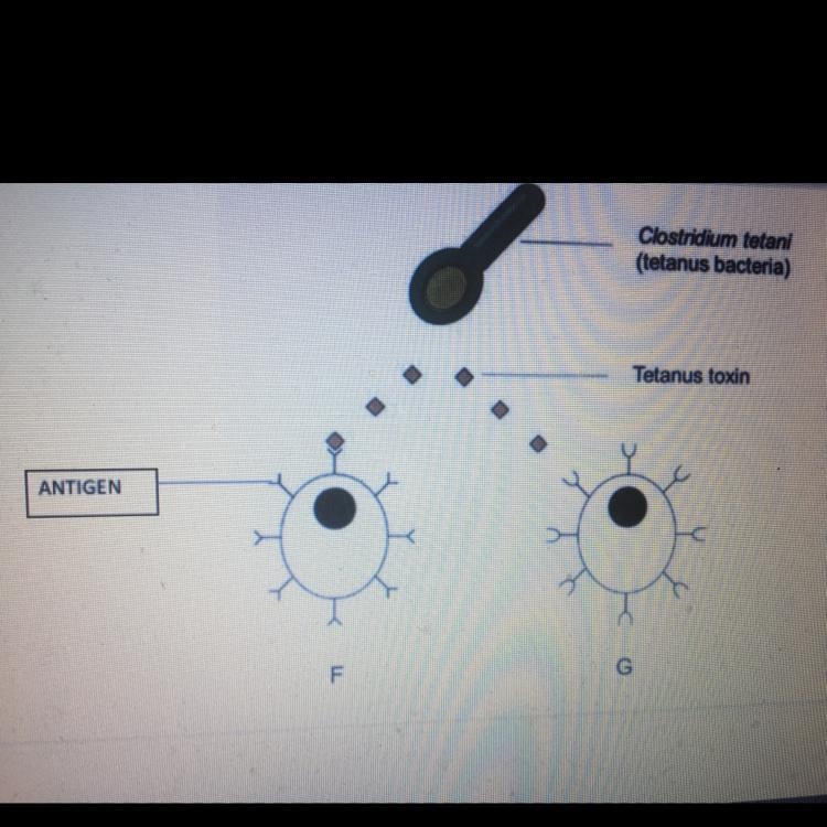 There is a question that says why the g cell is unaffected by the presence of the-example-1