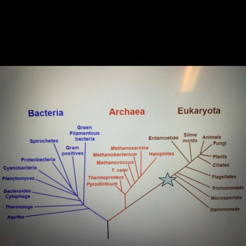 A tree of life depicting the hypothetical phylogeny of the three domains is shown-example-1