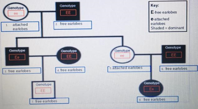 Does anyone know if these are correct, I’m just asking because idk if they are correct-example-1