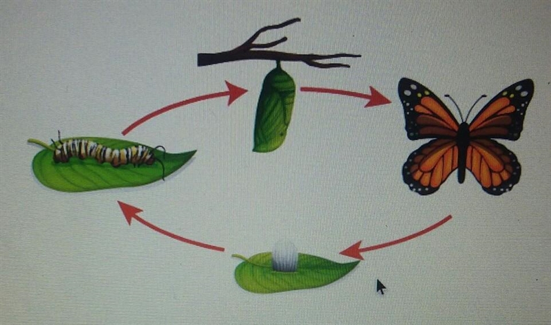 In which stage of its life cycle is a butterfly called a pupa?​-example-1