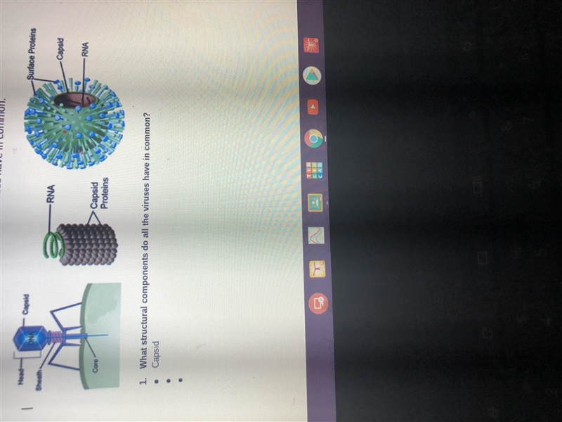 What structural components do all the viruses have in common-example-1