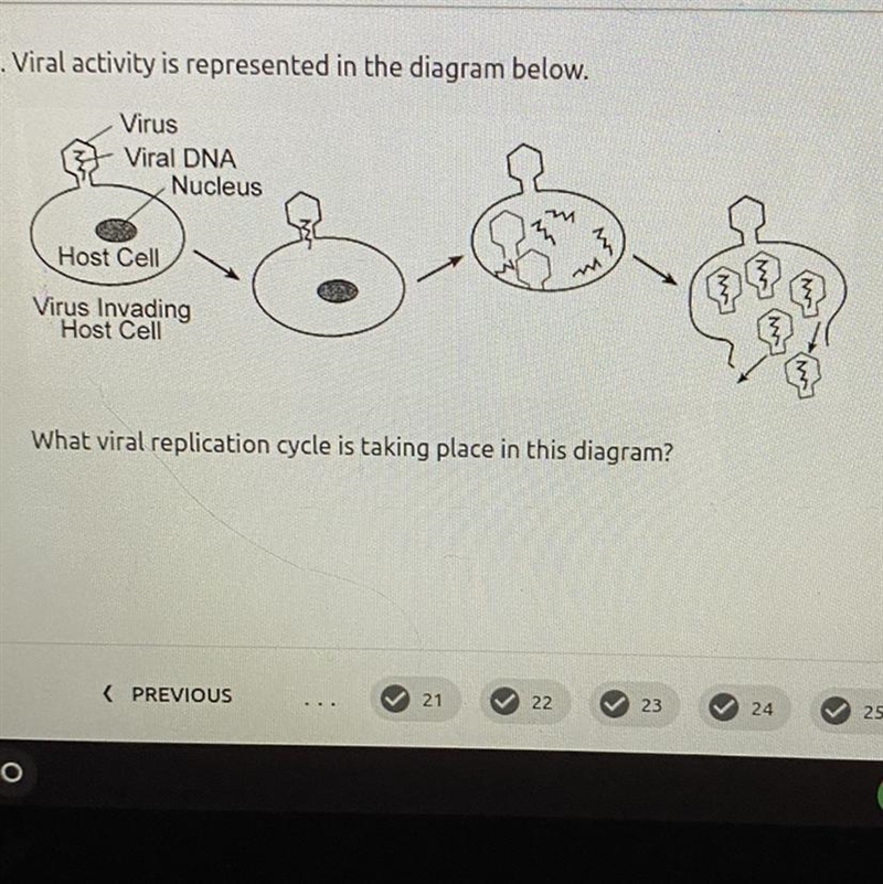 Please help :( A.) meiosis B.) mitosis C.) Lyric cycle D.)Lysogenic cycle-example-1