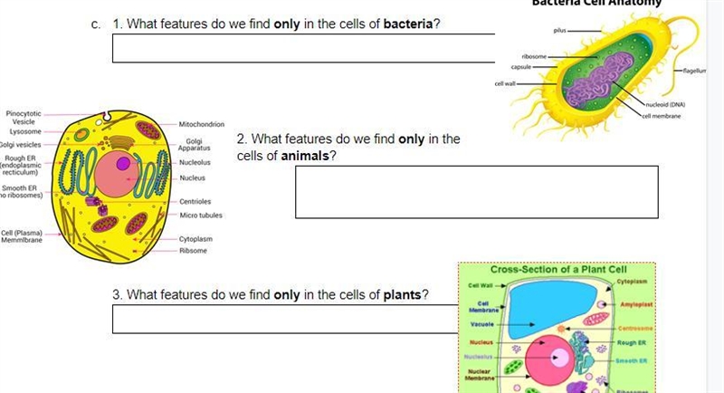 What features do we find only in the cells of bacteria? What features do we find only-example-1