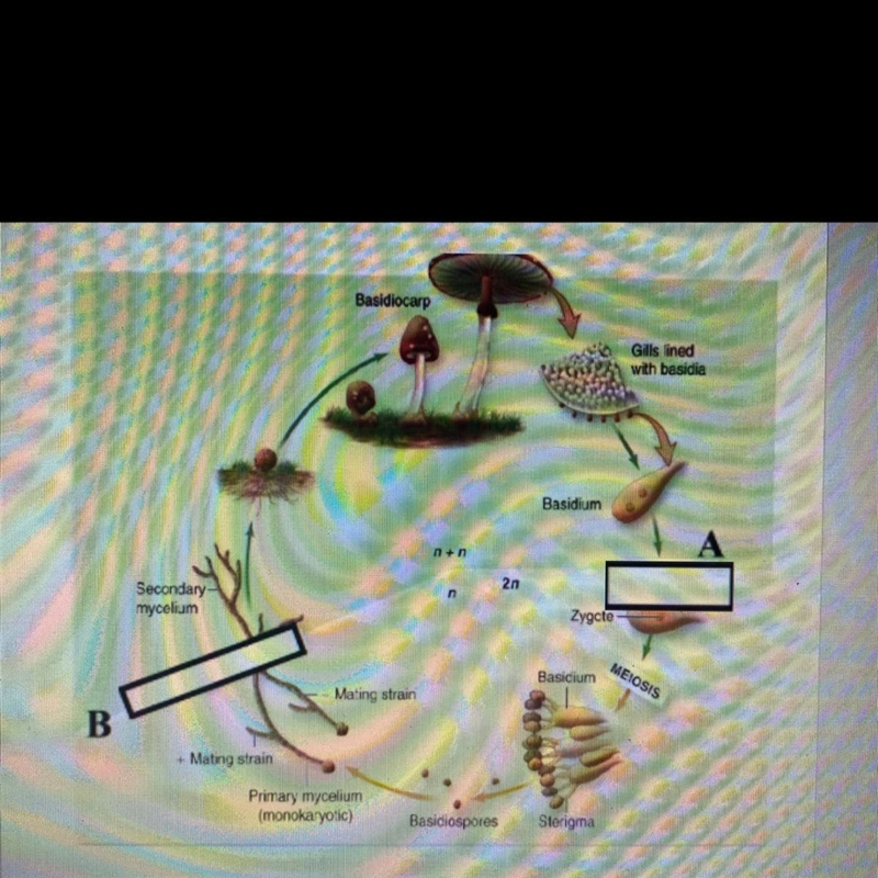 This life cycle is... a. haplontic b. diplontic c. haplodiplontic-example-1