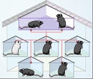 Two black-fur mice are bred, and have the litter shown below. What is the most likely-example-1