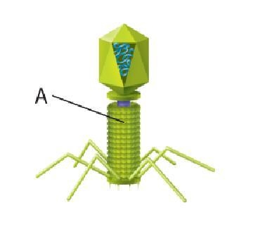 The structure labeled “A” in this diagram of a virus is called the a. RNA envelope-example-1