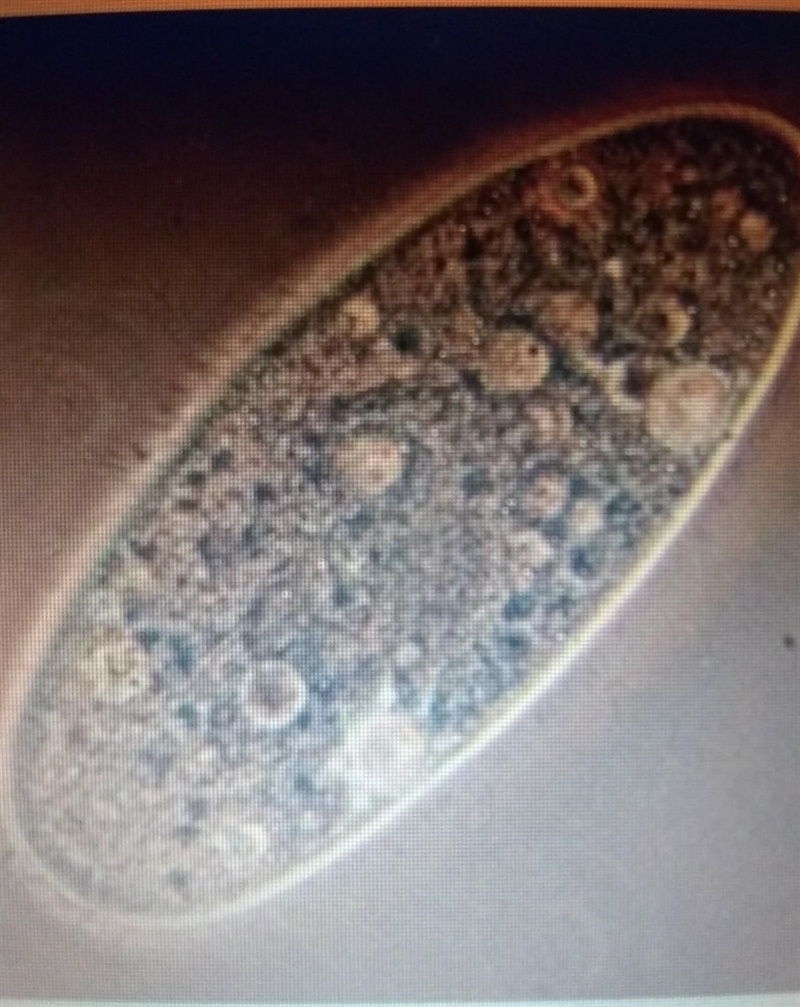 Unicellular or multicellular ​-example-1