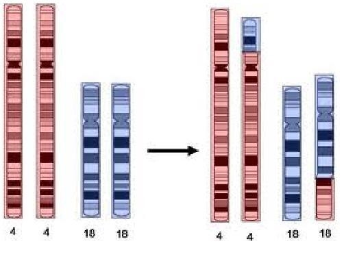 What type of chromosomal mutation has taken place? • a. duplication • b. translocation-example-1