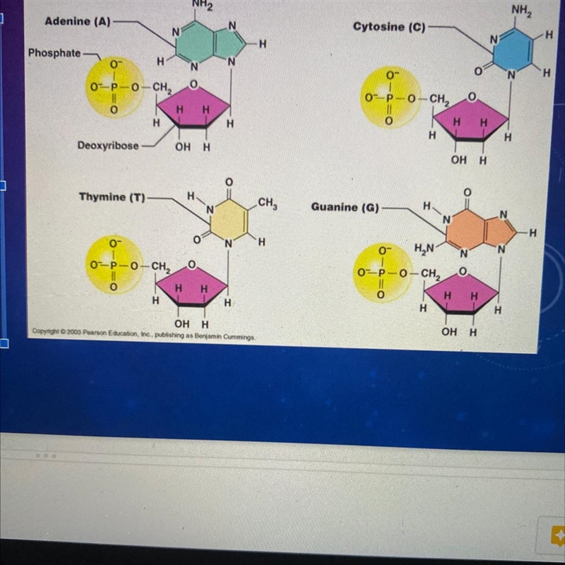 What are the base pairs for DNA?-example-1