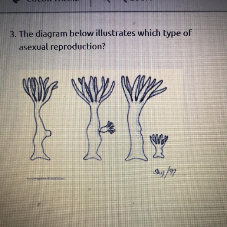 3. The diagram below illustrates which type of asexual reproduction?-example-1