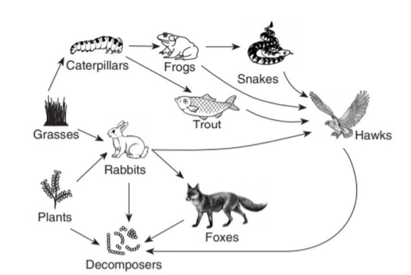 Identify the 2 primary consumers in this food web. A-Foxes and Frogs B-Decomposers-example-1