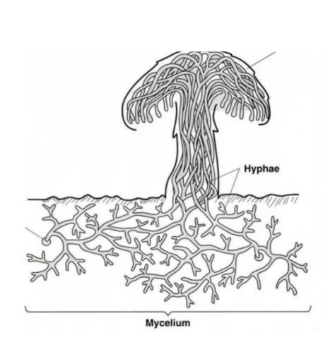 URGENT! PLZ NEED HELP! Here is a diagram of a fungus growing on a log. A. What does-example-1