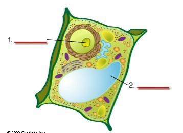 Look at the following plant cell. Which of the choices below correctly identifies-example-1