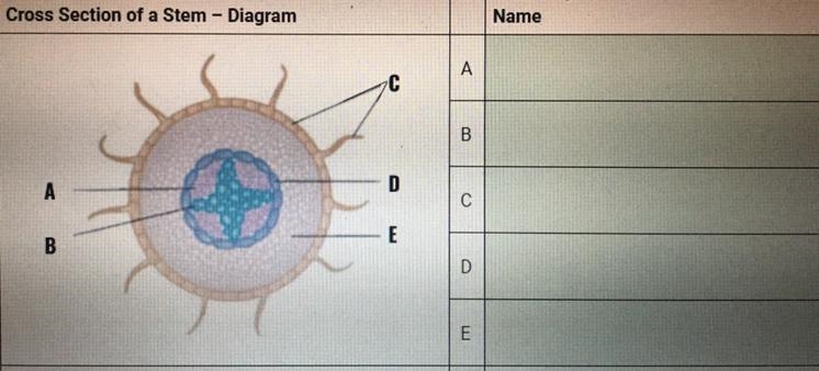 Label the parts of the stem diagram?-example-1