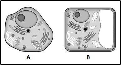 Which cell or cells are eukaryotic? A. Cell A B. Both cell A and B C. Cell B D. Neither-example-1