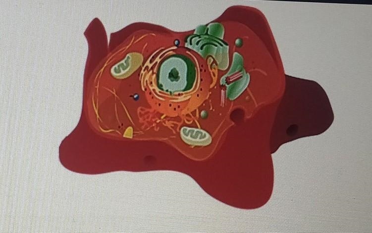 Which type of cell is pictured on the right?​-example-1