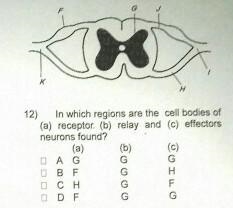 Please Answer this one MCQ. I am in trouble please help ..​-example-1