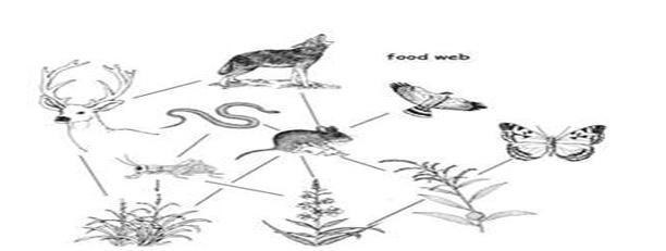 Which organisms does the mouse in the food web provide energy for? a. deer and snake-example-1