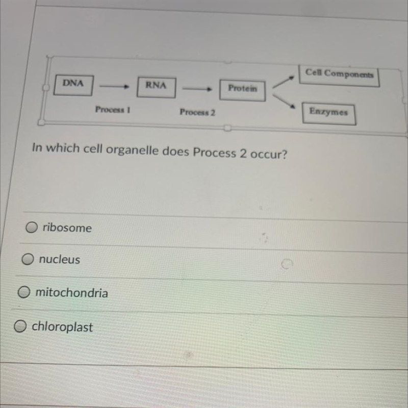 HELP!!!! in which cell organelle does process 2 occur ? Ribosome Nucleus Mitochondria-example-1