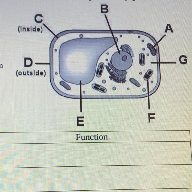 What type of cell is shown in the diagram above? Explain your answer.-example-1