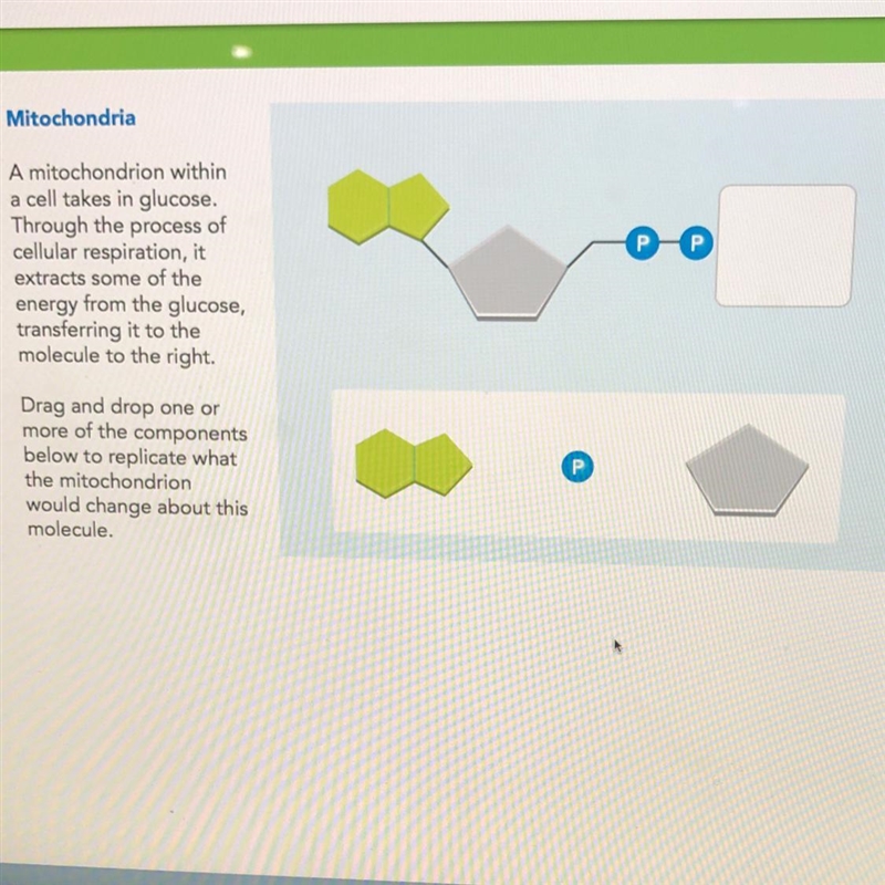 Mitochondria A mitochondrion within a cell takes in glucose. Through the process of-example-1