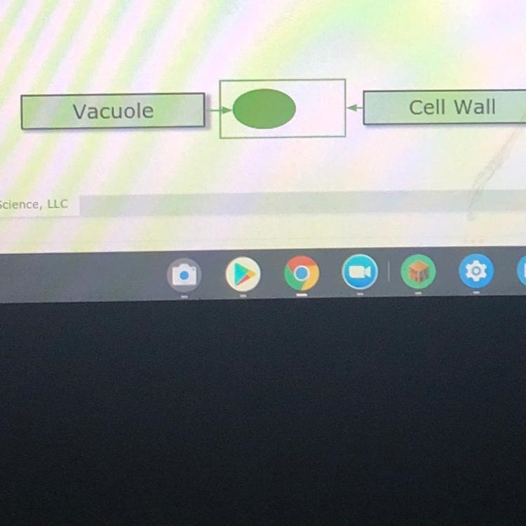 Look at the diagram of the plant cell above. Describe the structure/look of the vacuole-example-1