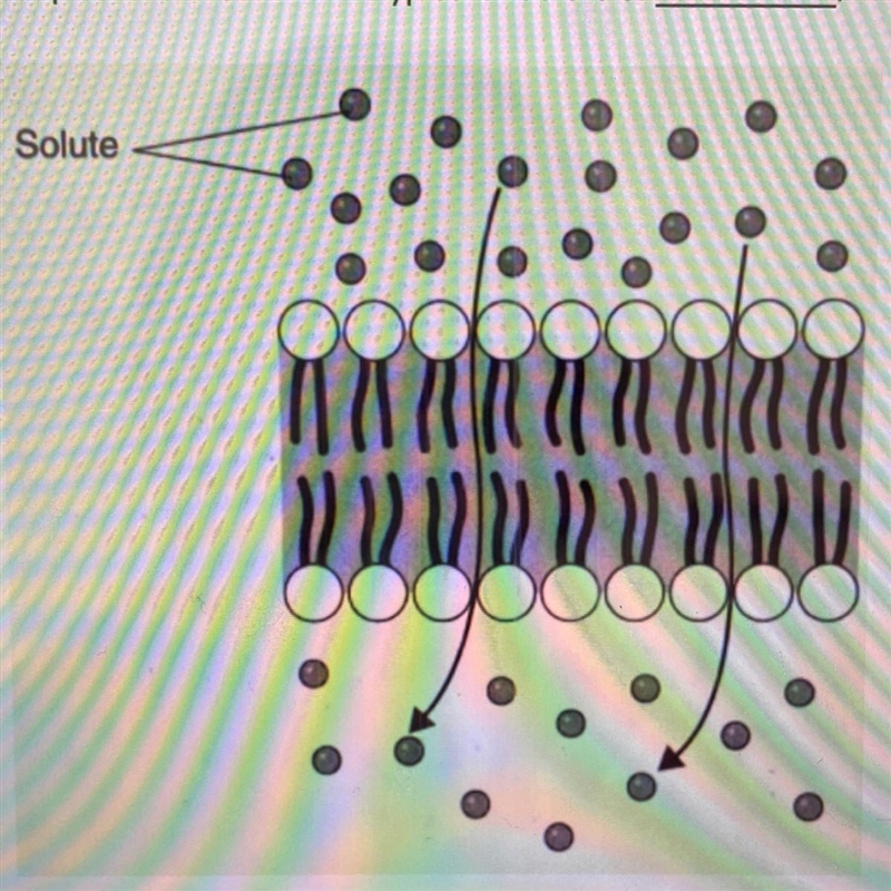 The picture below shows a typical structure of.... A:cell membrane B:ribosome C:lysosome-example-1