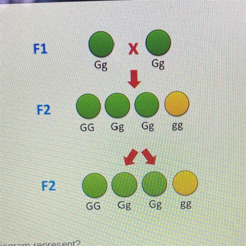 Which law or principle does the diagram represent?-example-1