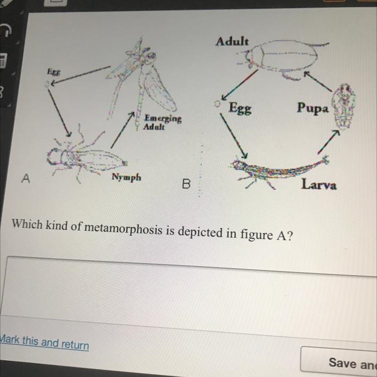 Which kind of metamorphosis is depicted in figure A?-example-1