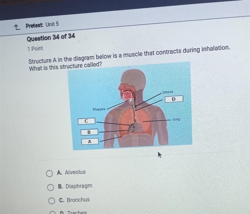 Question 34 of 34 Structure A in the diagram below is a muscle that contracts during-example-1