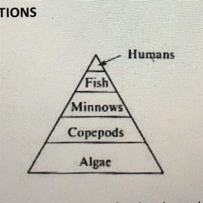 Humans In the pyramid, which of the following organisms are herbivores? (A) humans-example-1