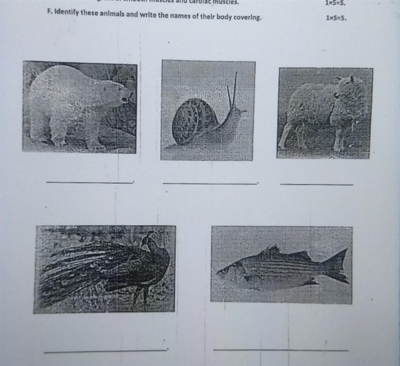 F. Identify these animals and write the names of their body covering.​-example-1