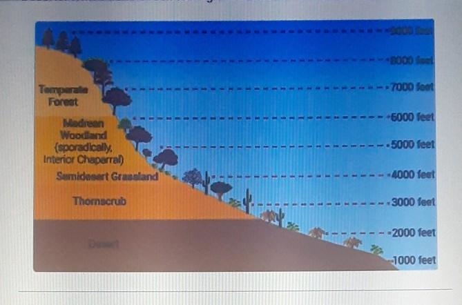 The diagram compares ecosystems near the Sonoran and Chihuahuan Deserts. Which does-example-1