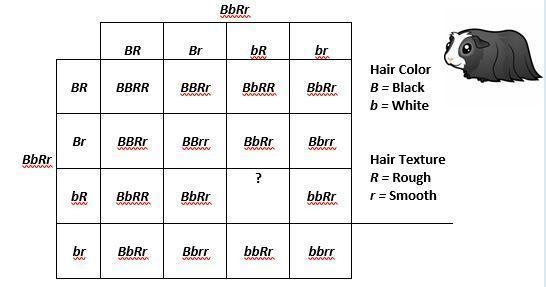 (ONE QUESTION) (PLEASE ANSWER IF YOU CAN) The picture shows the dihybrid cross of-example-1