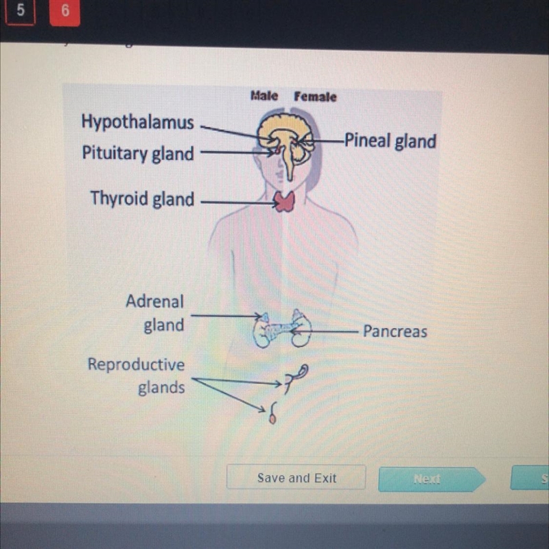 Which system is represented by the diagram below? endocrine exocrine respiratory immune-example-1