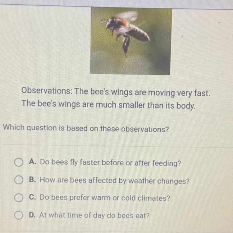 Observation: The bee's wings are moving very fast. The bee's wings are much smaller-example-1