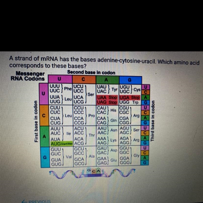 A strand of mRNA has the bases adenine-cytosine-uracil. Which amino acid corresponds-example-1