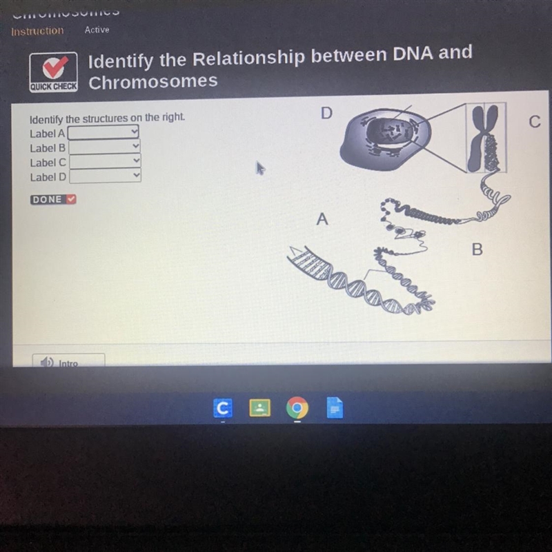 Identify the structures on the right. Label A Label B Label C Label D-example-1