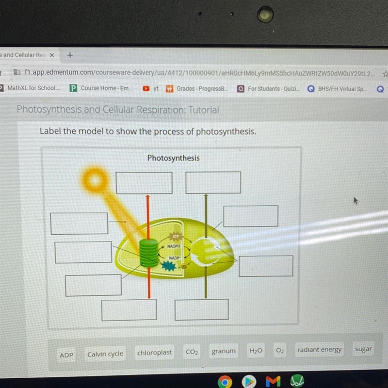 I need help with this, it’s for biology-example-1