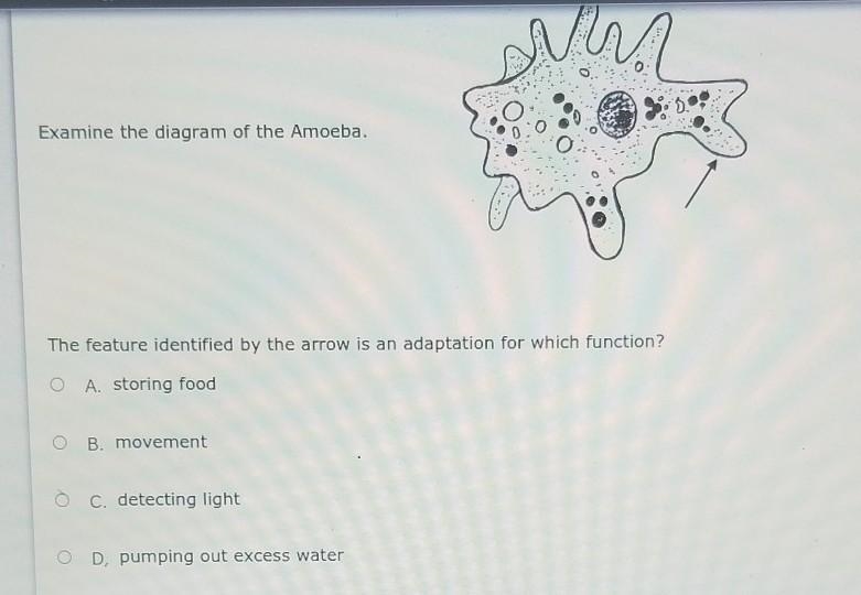 Examine the diagram of the Amoeba. The feature identified by the arrow is an adaptation-example-1