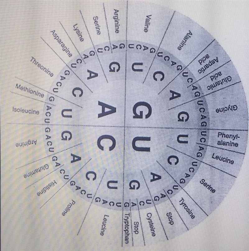 In this figure, which amino acid is specified by the mRNA code CCC?* 1. Ala 2. Pro-example-1