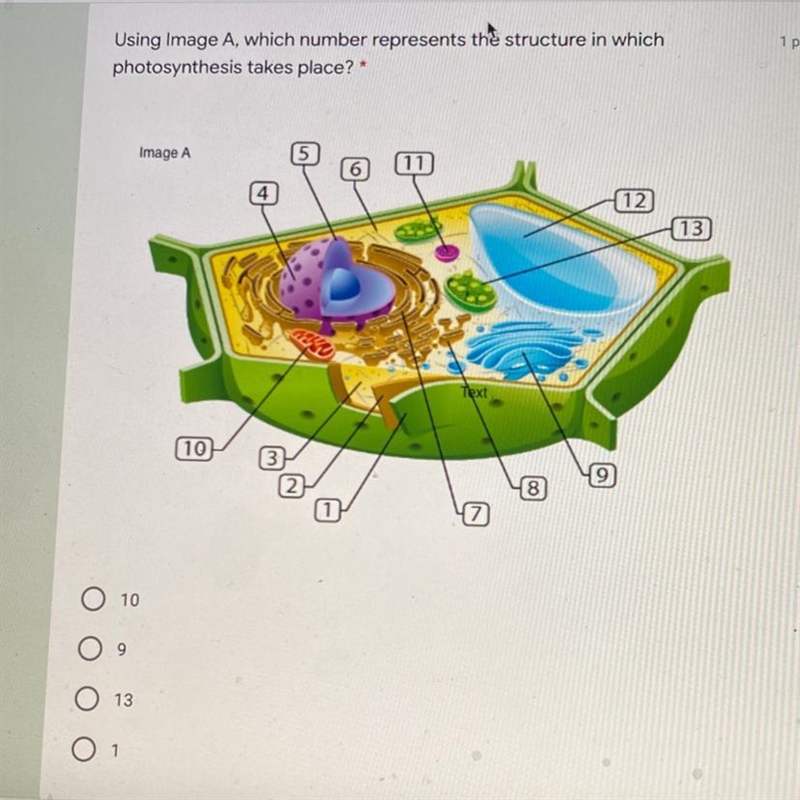 Using Image A, which number represents the structure in which photosynthesis takes-example-1