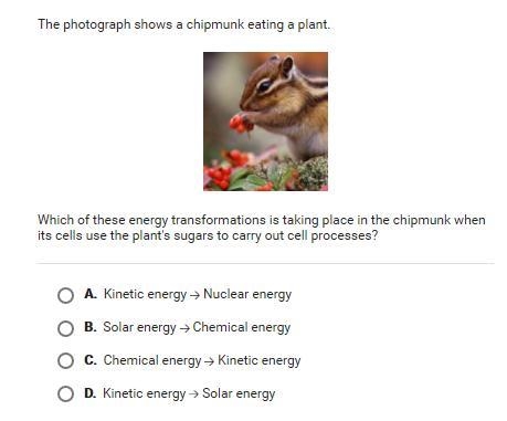 Which of these energy transformations is taking place in the chipmunk when its cells-example-1