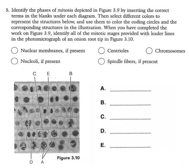 Identify all the mitotic stages provided with leader lines in the photomicrograph-example-1