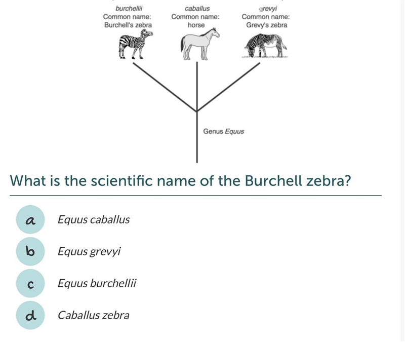 What is the scientific name of the Burchell Zebra?-example-1