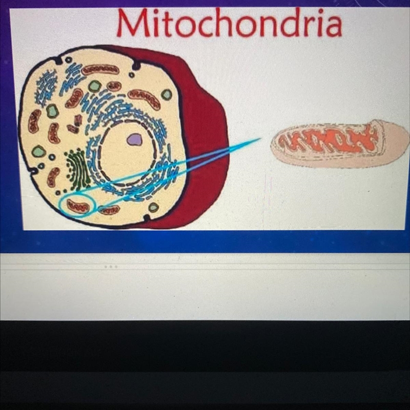 WHAT PROCESS TAKES PLACE IN THIS ORGANELLE?-example-1