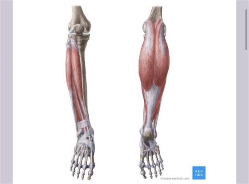 Which system(s) are represented in this image? A. Respiratory B. Skeletal C. Endocrine-example-1