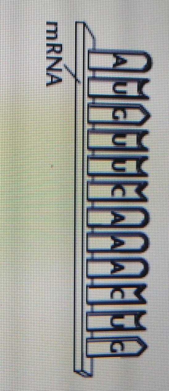 List the amino acids in the order they would appear in the polypeptide coded for by-example-1